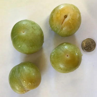 Four flavor queen pluots from Paradise Nursery on a white surface with a coin for scale.